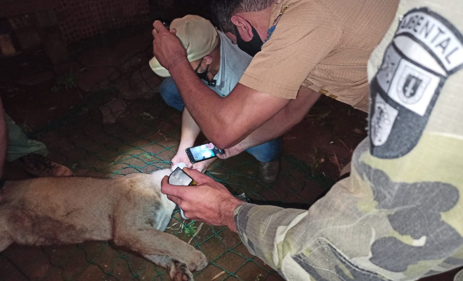 Onça-parda é encontrada em porão de residência em Quedas do Iguaçu (PR)