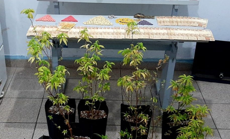 Denúncia auxilia PM a apreender 58 pés de maconha na RMC