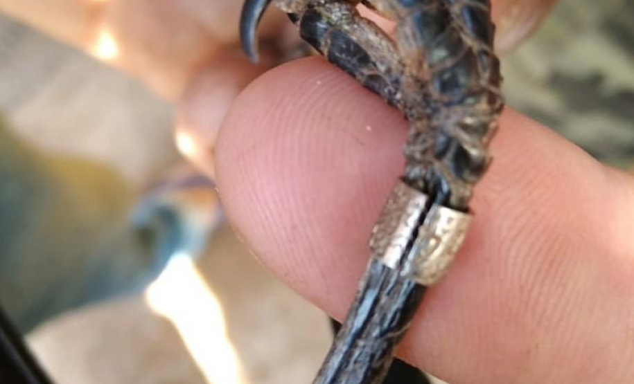 No final de semana, BPAmb-FV apreende arma de fogo, 800 caixas de cigarros contrabandeados e galos de rinha em situações distintas