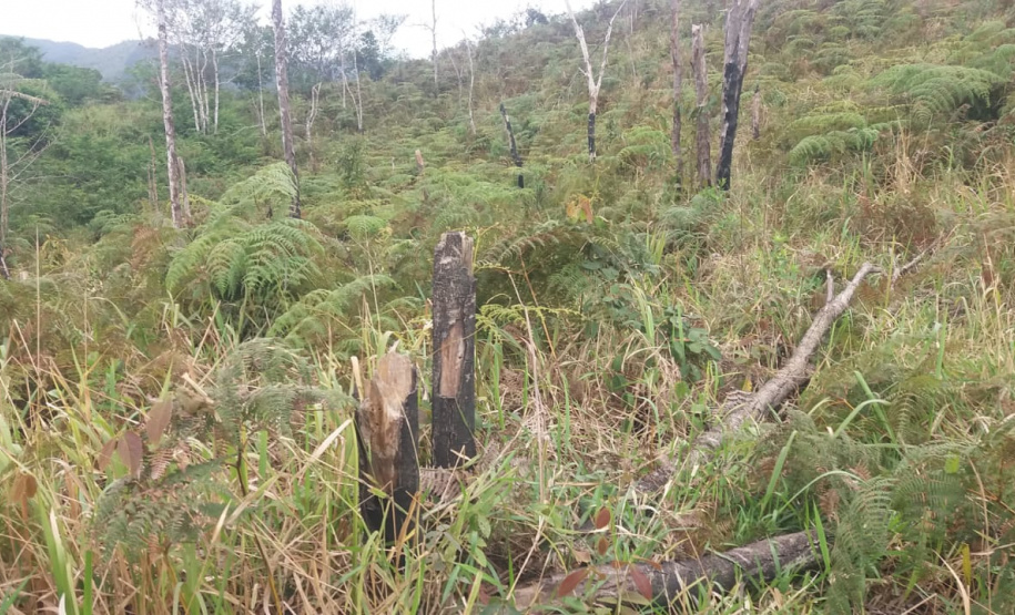 Multas por crimes ambientais somam R$ 2,5 milhões em oito dias