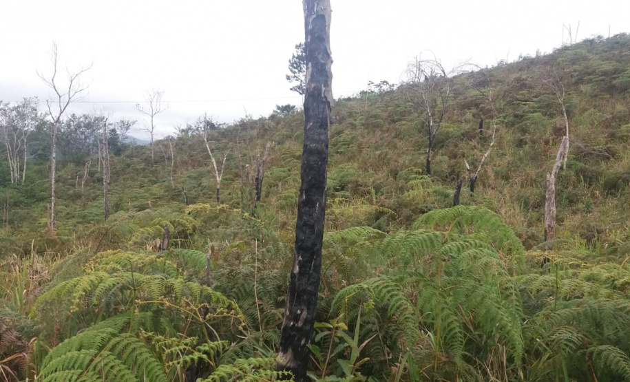 Multas por crimes ambientais somam R$ 2,5 milhões em oito dias