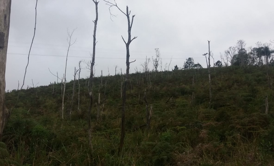 Multas por crimes ambientais somam R$ 2,5 milhões em oito dias