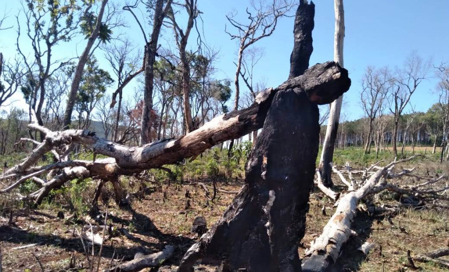 Multas por crimes ambientais somam R$ 2,5 milhões em oito dias