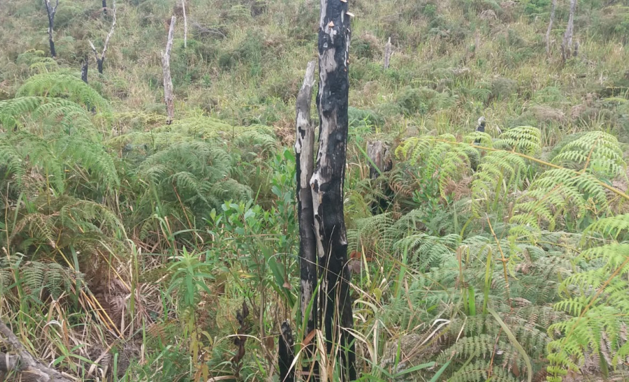 Multas por crimes ambientais somam R$ 2,5 milhões em oito dias