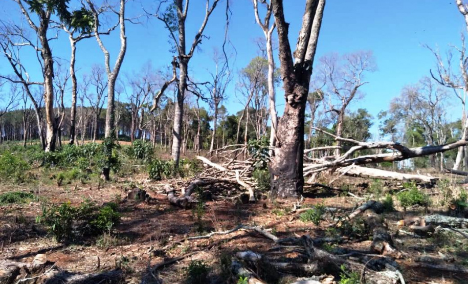 Multas por crimes ambientais somam R$ 2,5 milhões em oito dias