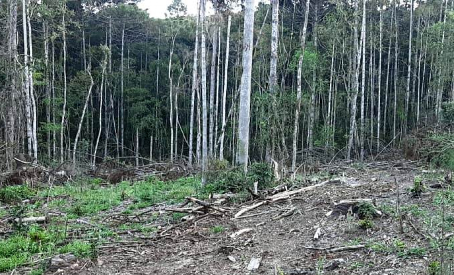 Multas por crimes ambientais somam R$ 2,5 milhões em oito dias