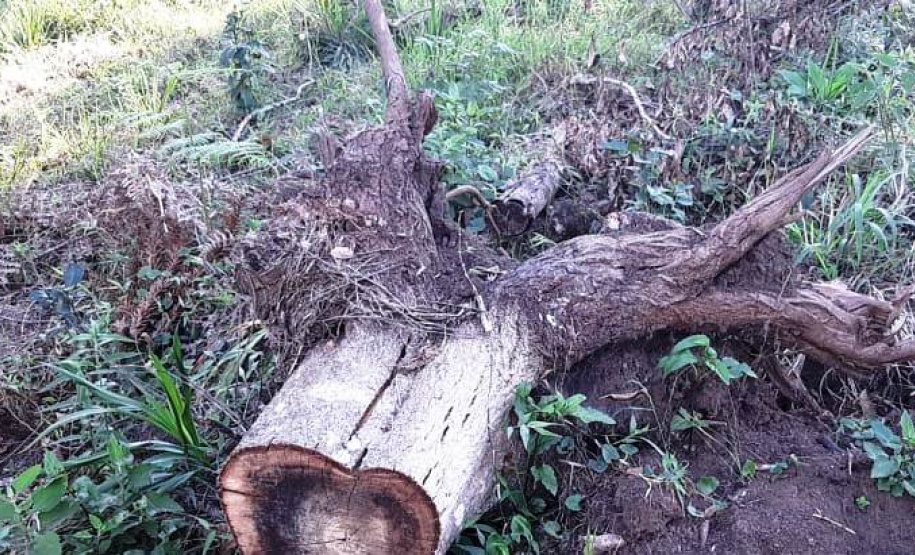 Multas por crimes ambientais somam R$ 2,5 milhões em oito dias