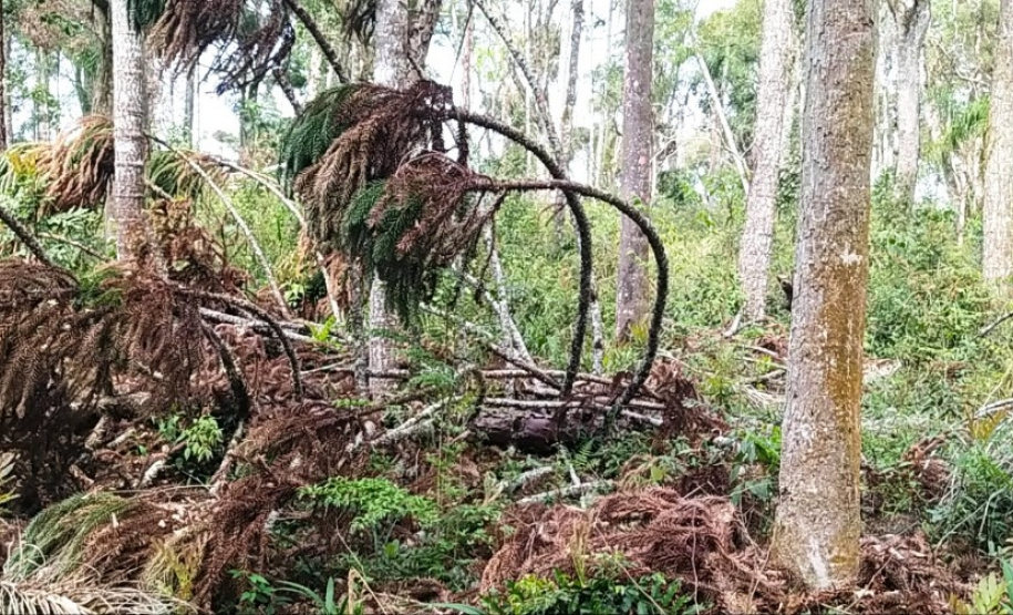 Multas por crimes ambientais somam R$ 2,5 milhões em oito dias