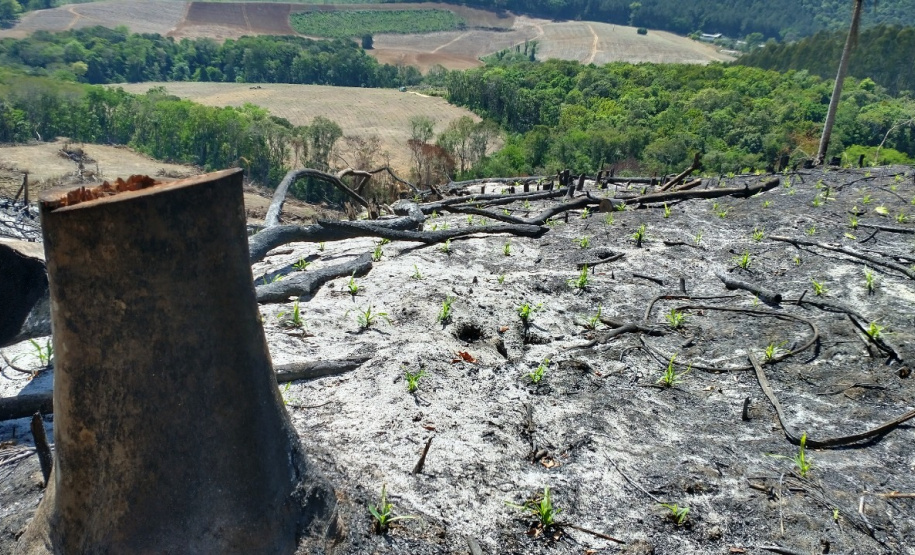 Multas por crimes ambientais somam R$ 2,5 milhões em oito dias
