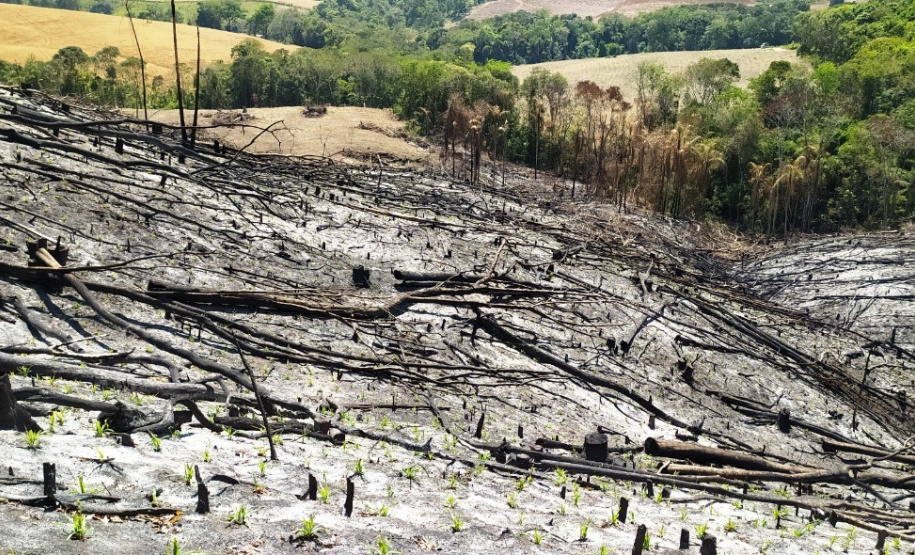 Multas por crimes ambientais somam R$ 2,5 milhões em oito dias