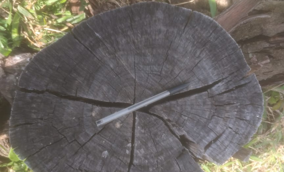 Multas por crimes ambientais somam R$ 2,5 milhões em oito dias