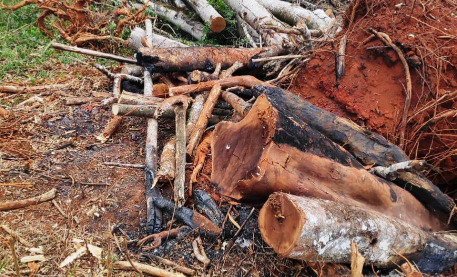 Multas por crimes ambientais somam R$ 2,5 milhões em oito dias