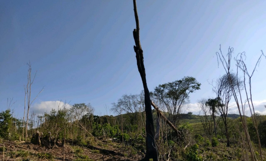 Multas por crimes ambientais somam R$ 2,5 milhões em oito dias