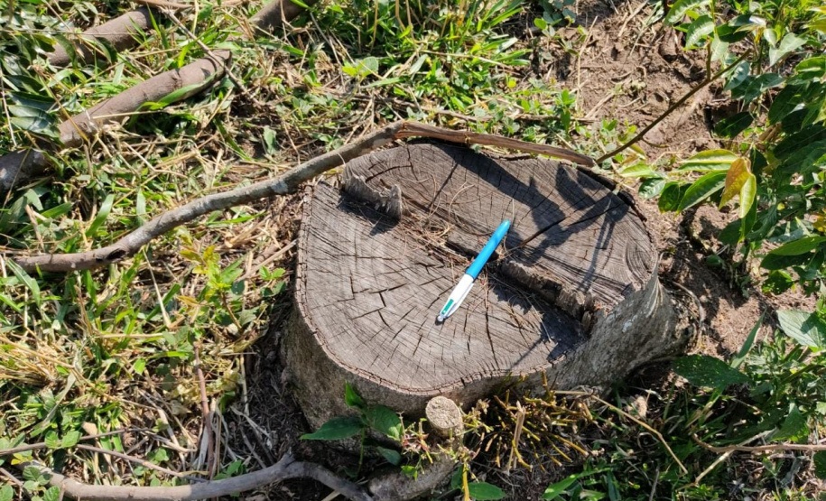 Multas por crimes ambientais somam R$ 2,5 milhões em oito dias