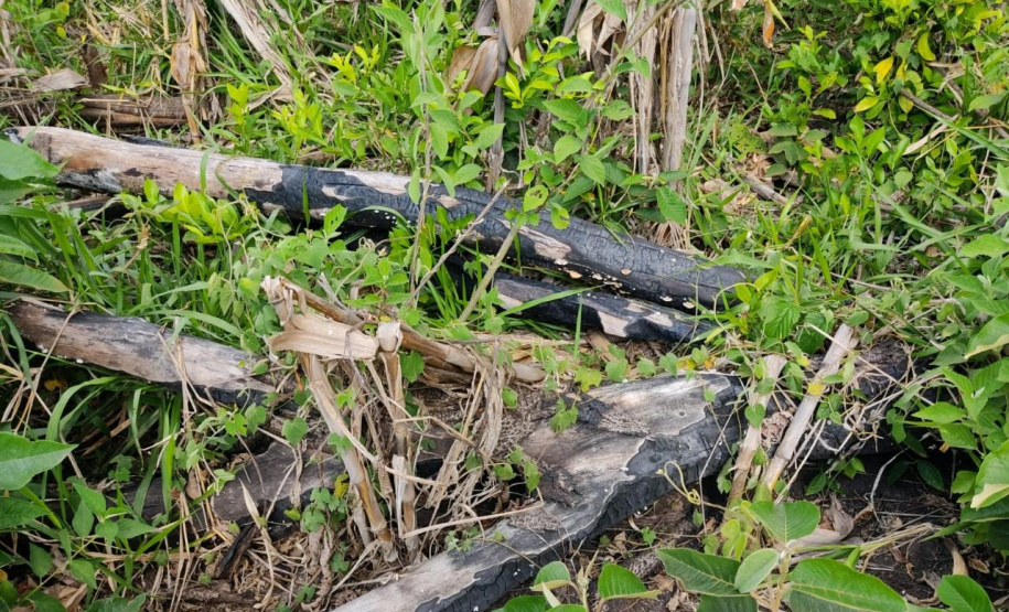 Multas por crimes ambientais somam R$ 2,5 milhões em oito dias
