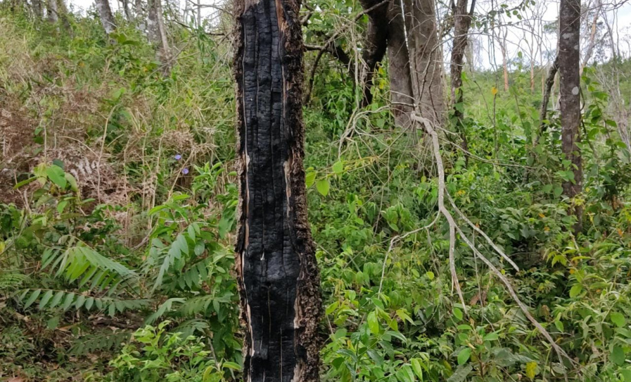Multas por crimes ambientais somam R$ 2,5 milhões em oito dias