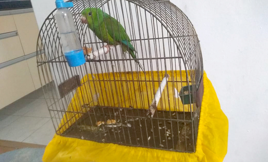 Polícia ambiental prendeu 231 pessoas e resgatou mais de 2 mil aves