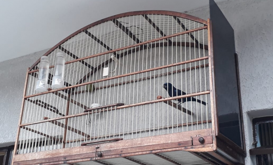 Polícia ambiental prendeu 231 pessoas e resgatou mais de 2 mil aves