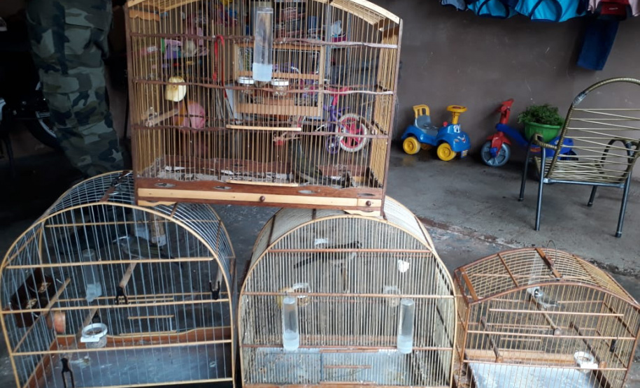 Polícia ambiental prendeu 231 pessoas e resgatou mais de 2 mil aves