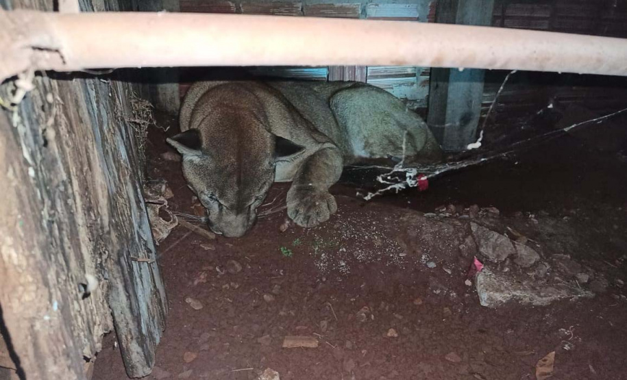 Polícia ambiental prendeu 231 pessoas e resgatou mais de 2 mil aves