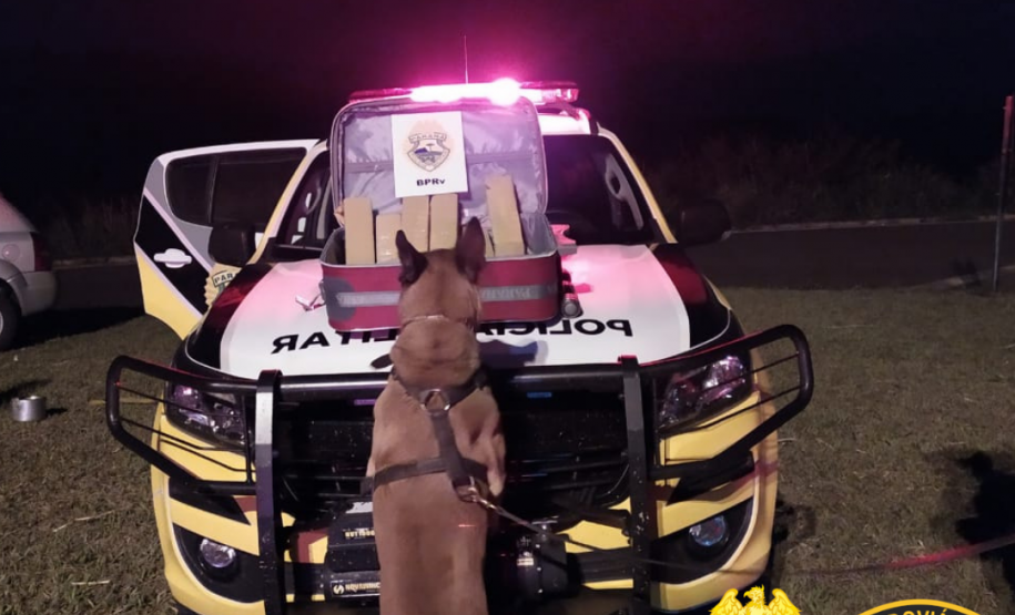 No Norte do estado, Canil do BPRv apreende mais de 15 quilos de maconha em ônibus