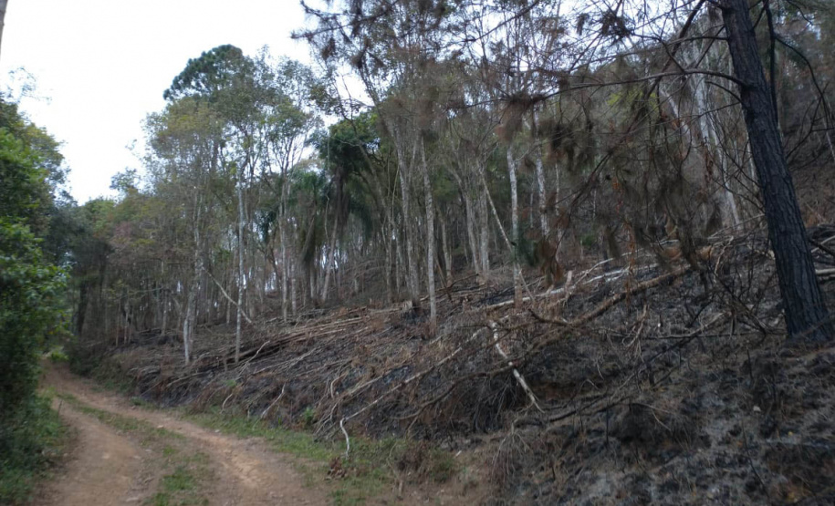 Operação Mata Atlântica em Pé aplica R$ 7,8 milhões em multas