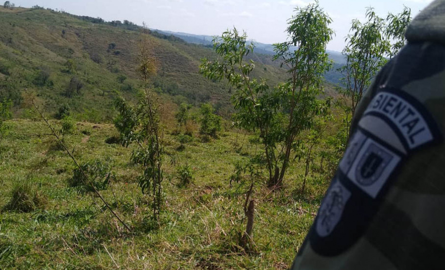 Operação Mata Atlântica em Pé aplica R$ 7,8 milhões em multas