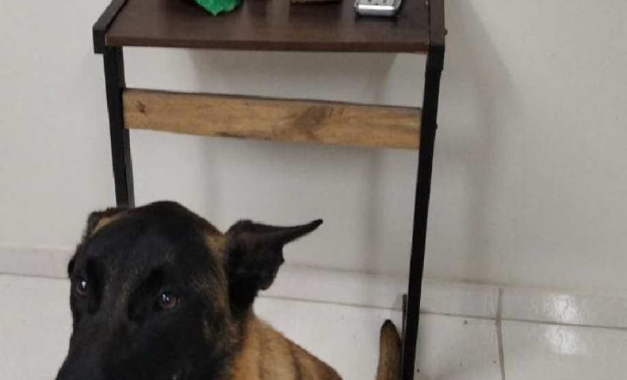 PM de Ponta Grossa flagra festa com armas de fogo e apreende maconha durante abordagem no fim de semana