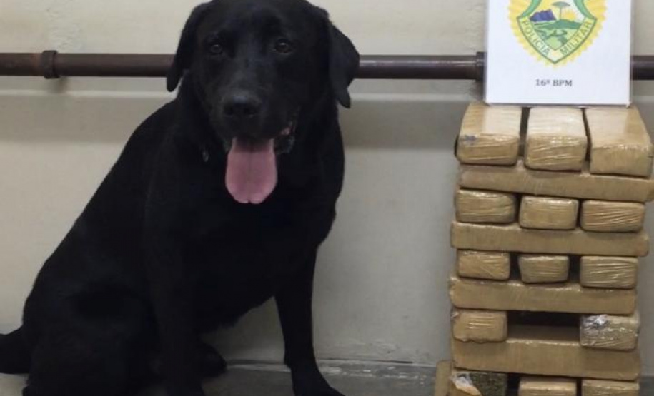 Mulher que levava 19,3 quilos de maconha dentro de ônibus de viagem é presa pela PM em Guarapuava