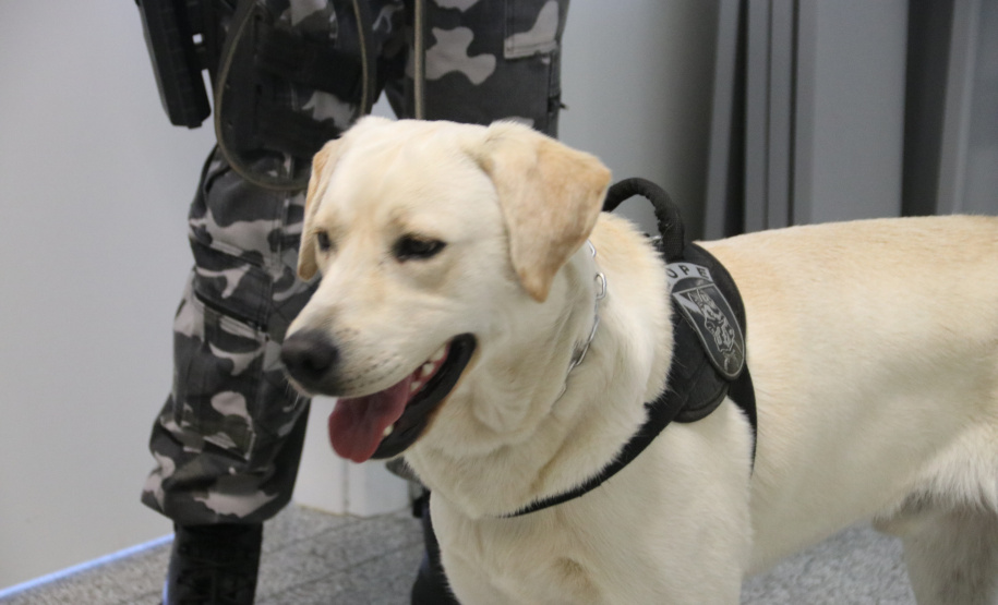 Polícia Científica e BOPE treinam cães de faro para encontrar novas drogas