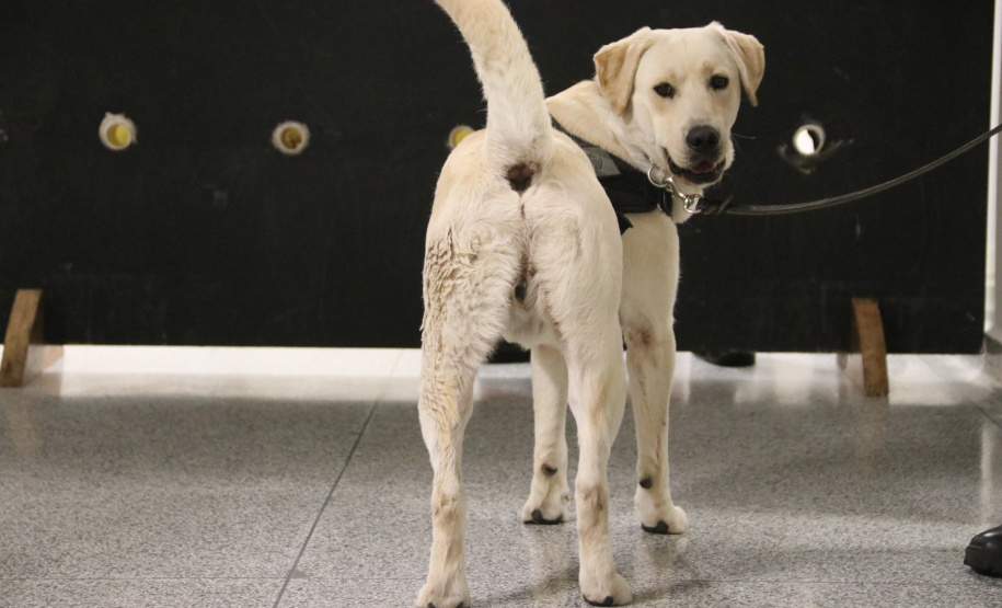 Polícia Científica e BOPE treinam cães de faro para encontrar novas drogas