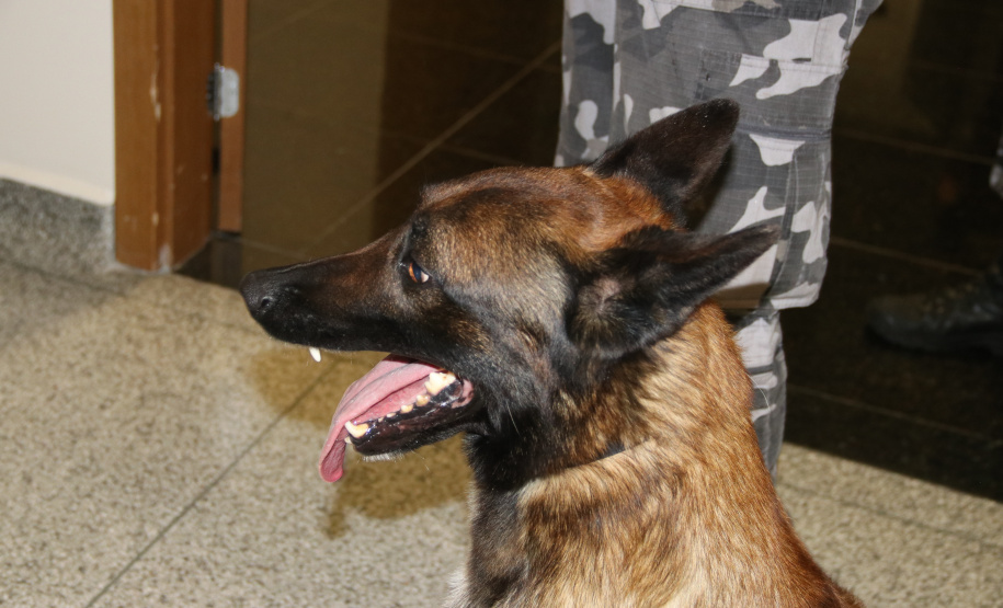 Polícia Científica e BOPE treinam cães de faro para encontrar novas drogas