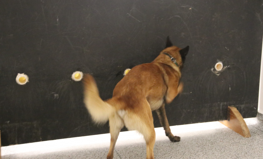 Polícia Científica e BOPE treinam cães de faro para encontrar novas drogas