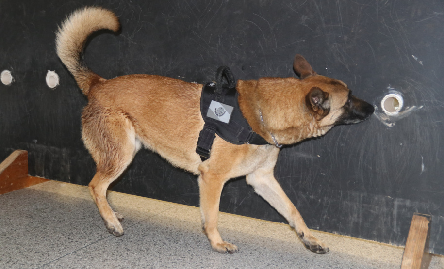 Polícia Científica e BOPE treinam cães de faro para encontrar novas drogas