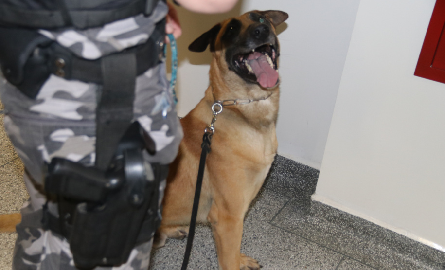 Polícia Científica e BOPE treinam cães de faro para encontrar novas drogas
