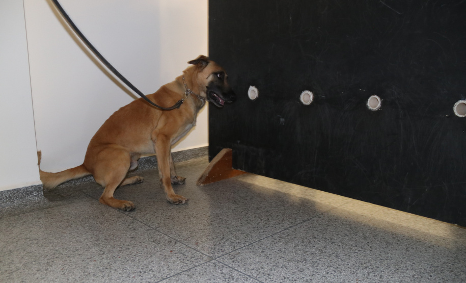 Polícia Científica e BOPE treinam cães de faro para encontrar novas drogas
