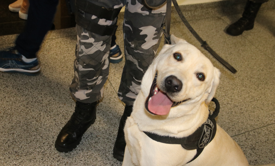Polícia Científica e BOPE treinam cães de faro para encontrar novas drogas