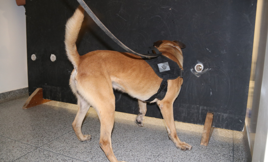 Polícia Científica e BOPE treinam cães de faro para encontrar novas drogas