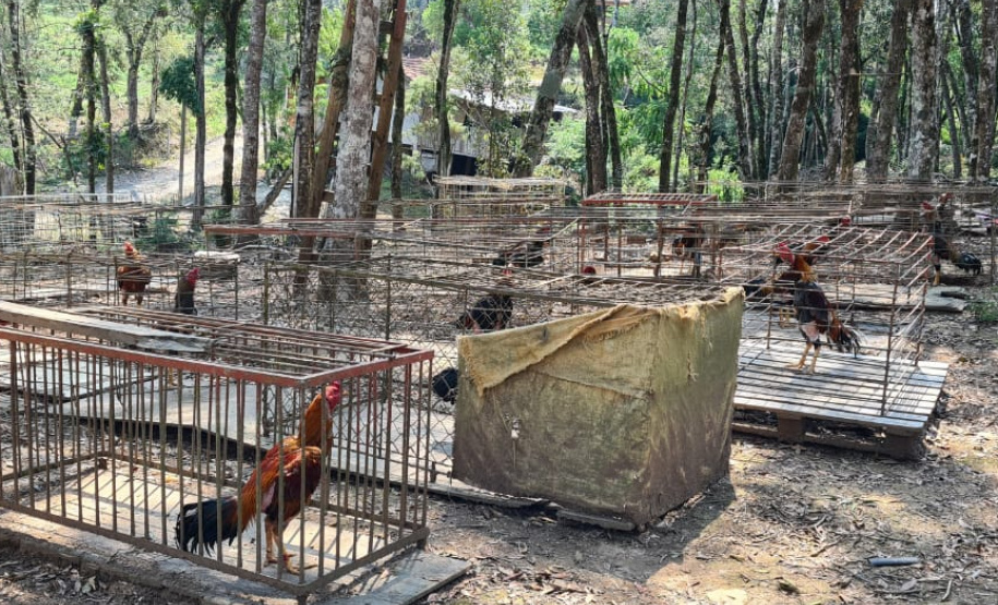 PCPR apreende aproximadamente 100 aves utilizadas em rinhas na RMC
