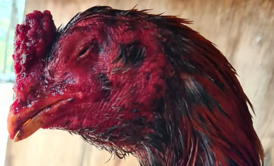 PCPR apreende aproximadamente 100 aves utilizadas em rinhas na RMC