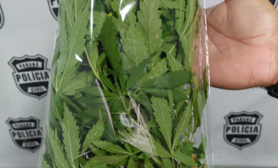 PM apreende dois simulacros de arma de fogo, pés de maconha e 101 gramas de haxixe no Sudeste do estado