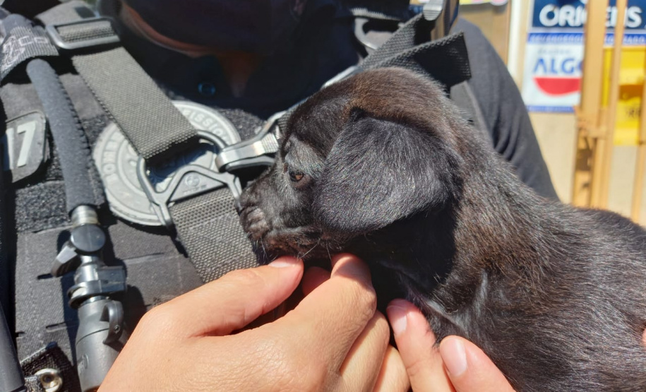 Em Cascavel, agentes do SOE homenageiam criança protetora dos animais e são homenageados pelo garoto