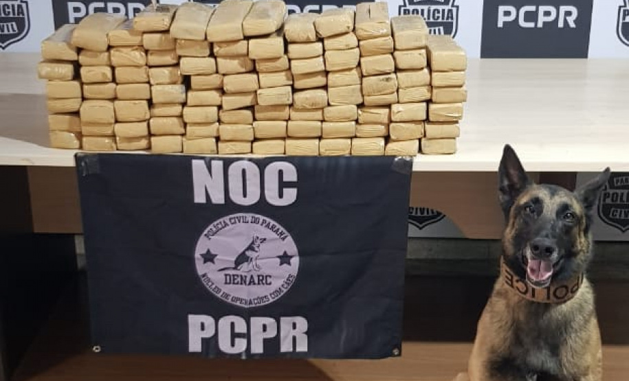 Polícia Civil apreende 107 quilos de drogas em operação com cães farejadores no Oeste