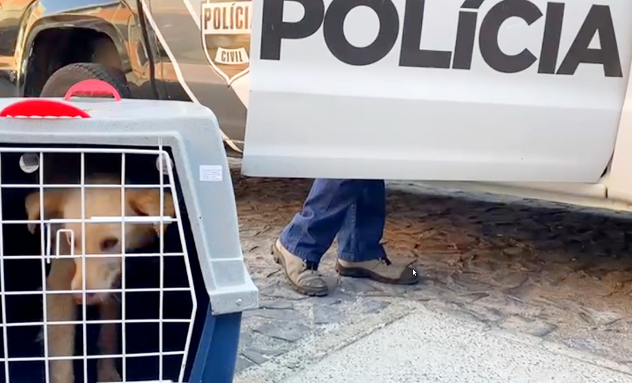 PCPR prende mulher suspeita de maus-tratos e resgata dois cães em Ponta Grossa