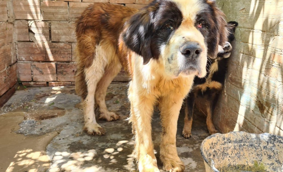 Polícia Civil prende suspeito de maus-tratos em Campo Largo