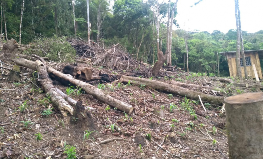 Polícia Ambiental apreende 10 armas de fogo e flagra desmatamento e caça ilegal no interior do Paraná
