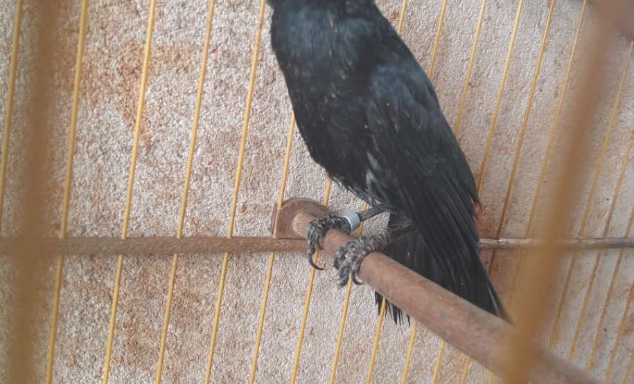 Polícia Ambiental apreende 10 armas de fogo e flagra desmatamento e caça ilegal no interior do Paraná