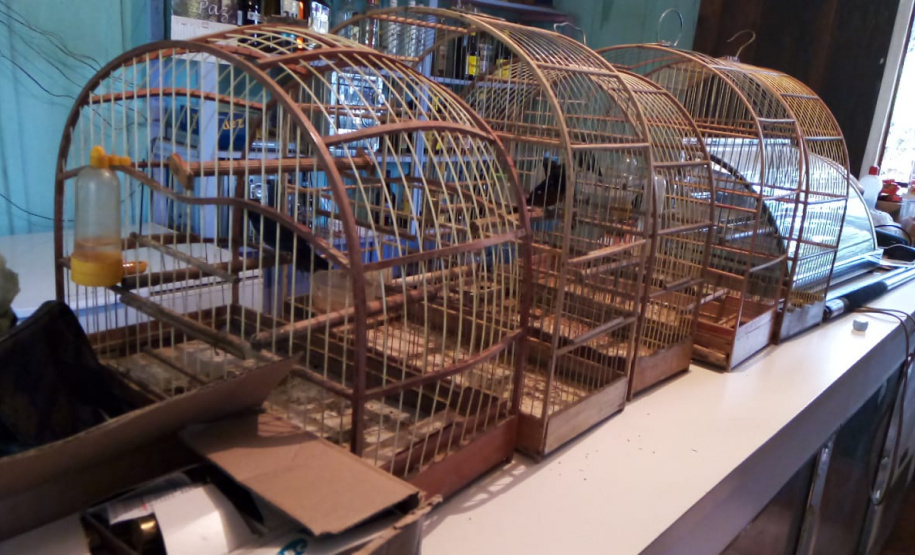 Polícia Ambiental apreende 10 armas de fogo e flagra desmatamento e caça ilegal no interior do Paraná