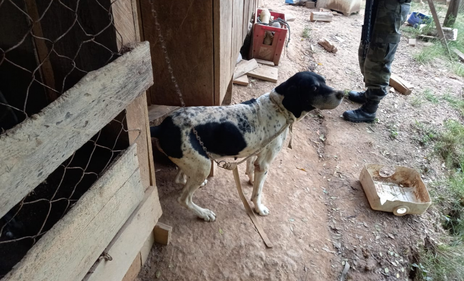 Polícia Ambiental apreende 10 armas de fogo e flagra desmatamento e caça ilegal no interior do Paraná