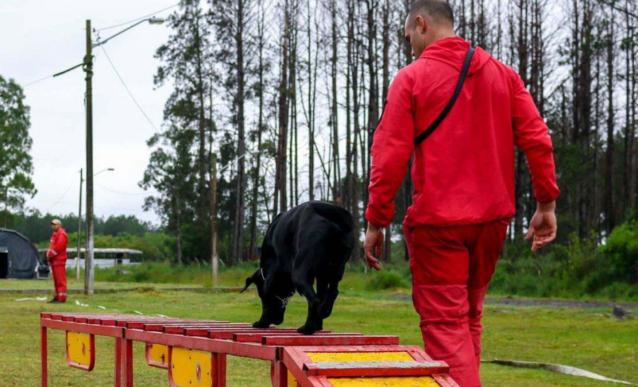 Bombeiros promovem certificação estadual de cães de busca e resgate
